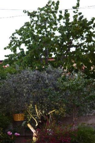 prignano cilento