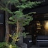saga
