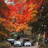 nikko