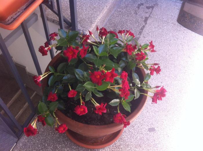 bandb santa lucia 50