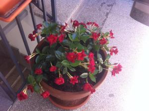 bandb santa lucia 50