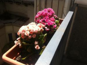 bandb santa lucia 50