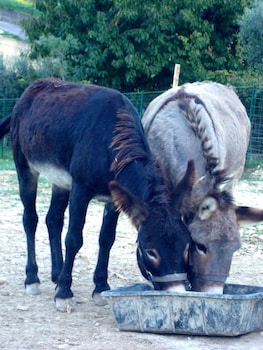 angelucci agriturismo con camere e agri camping