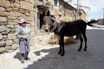 figueira de castelo rodrigo