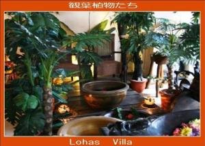 lohas villa hostel