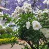 rosebank lodge guest house by claires