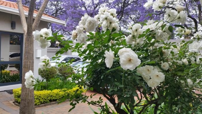 rosebank lodge guest house by claires