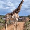 kudu ridge game lodge