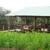 graskop