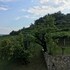 la bella vigna