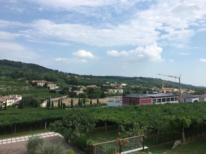 la bella vigna