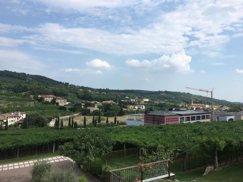 la bella vigna