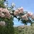 bandb vento di rose