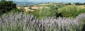 bandb vento di rose