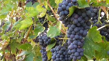 agriturismo la rocca