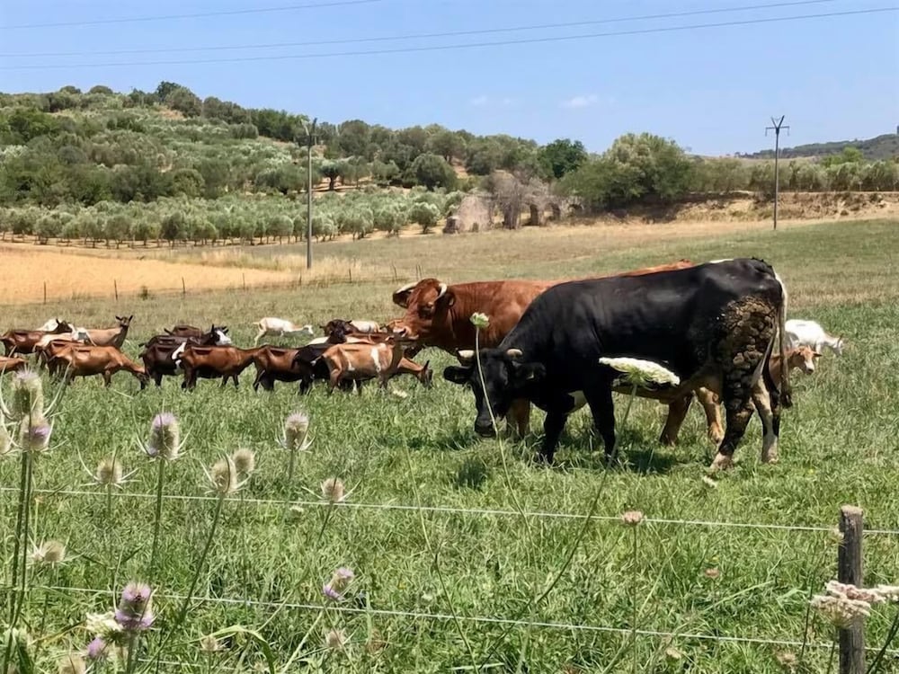 agriturismo la petrosa