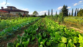 terranuova bracciolini