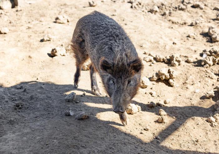 agriturismo gli etruschi