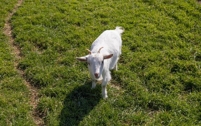 agriturismo gli etruschi