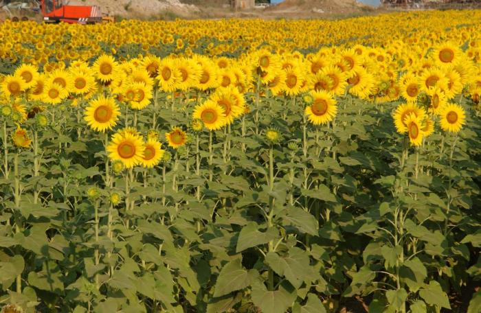 agriturismo gli etruschi