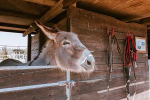 agriturismo gli etruschi