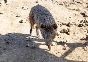 agriturismo gli etruschi