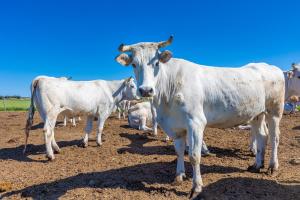 agriturismo gli etruschi