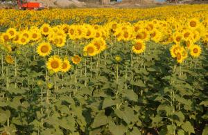 agriturismo gli etruschi