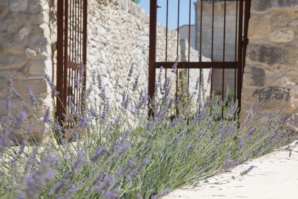 don agostino relais masseria