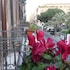 catania