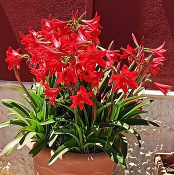 simpson affittacamere