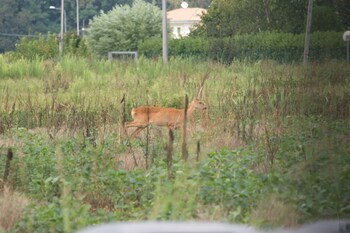 vicenza