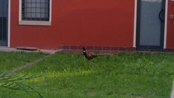 vicenza