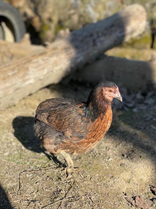 al giardino degli etruschi