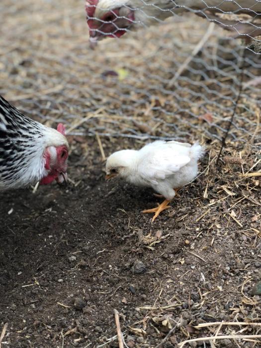 al giardino degli etruschi