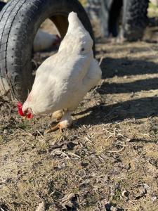 al giardino degli etruschi