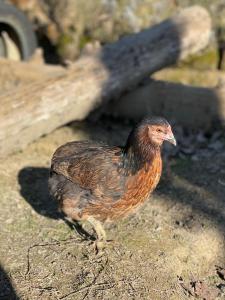 al giardino degli etruschi