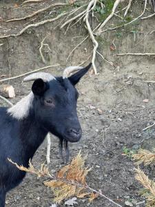al giardino degli etruschi