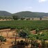 magliano in toscana