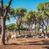 magliano in toscana