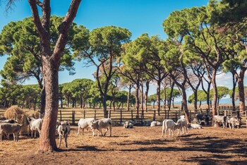 magliano in toscana
