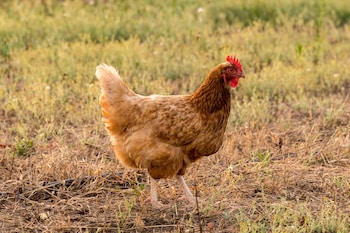 agriturismo casale degli ulivi