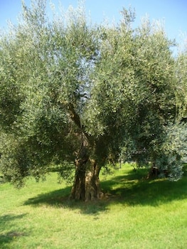 castiglione del lago