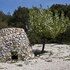 morciano di leuca