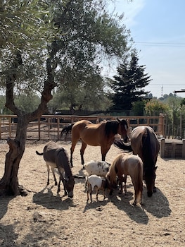 casale torre san magno