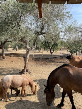 casale torre san magno