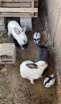 casale torre san magno