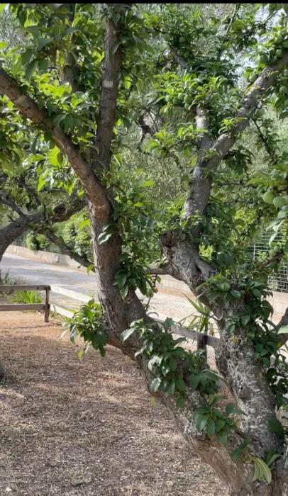 casale torre san magno