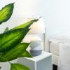 suebi rooms and apartments