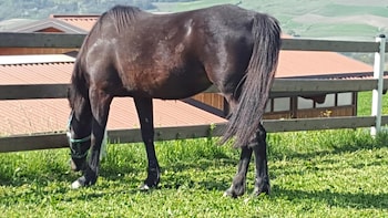 Allevamento B&B,In Pozzolgroppo,3 star